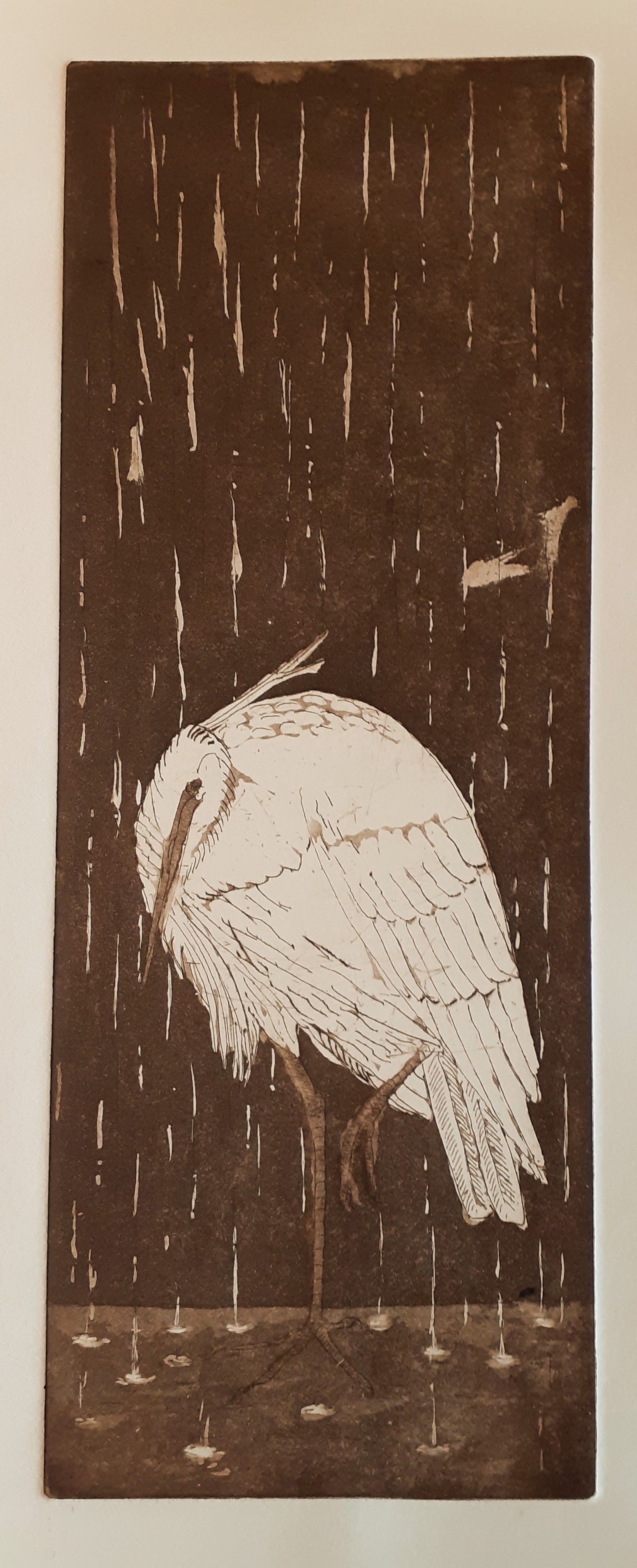 aigrette sous la pluie